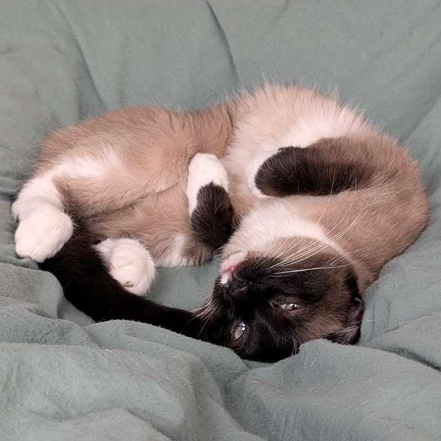 Enlarge Minnow, a ADOPTABLE Snowshoe in New York, NY image 2/6
