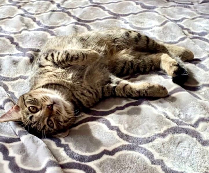 Maggie, a Adopted Domestic Short Hair in MANASSAS, VA image 1/5