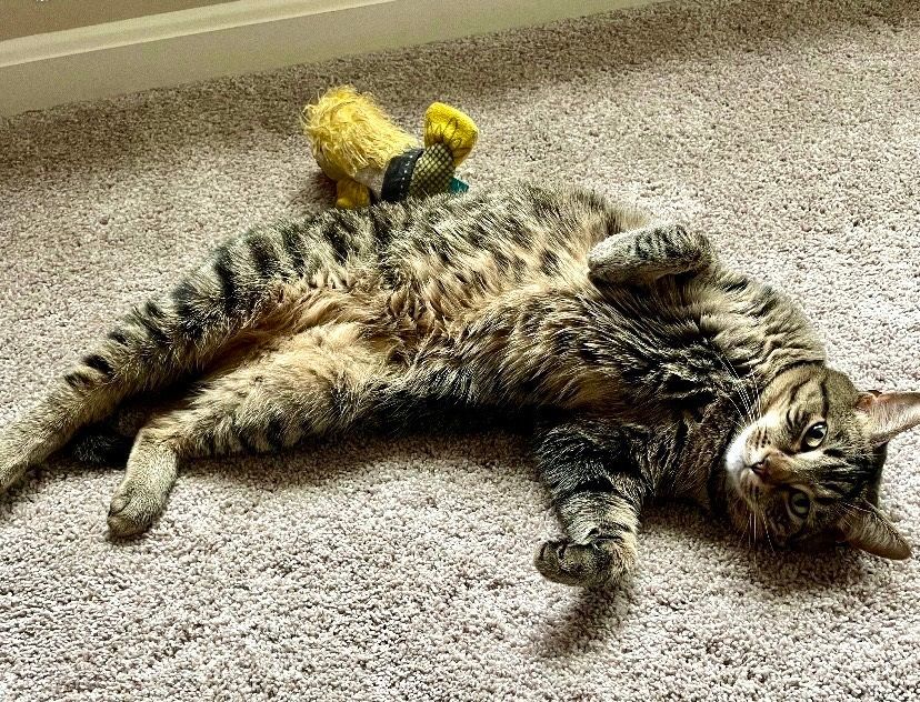 Maggie, a Adopted Domestic Short Hair in MANASSAS, VA image 2/5