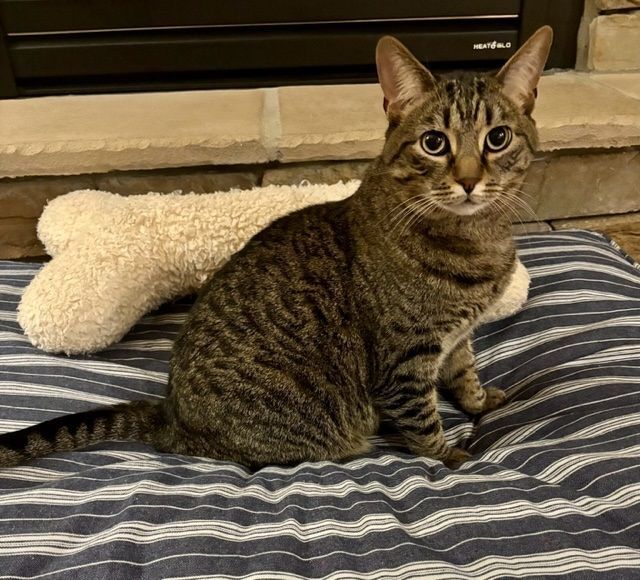 Maggie, a Adopted Domestic Short Hair in MANASSAS, VA image 3/5