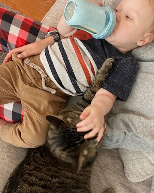 Maggie, a Adopted Domestic Short Hair in MANASSAS, VA image 4/5