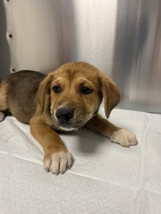 Eric, a Adoptable mixed breed in Fresno, CA image 1/2
