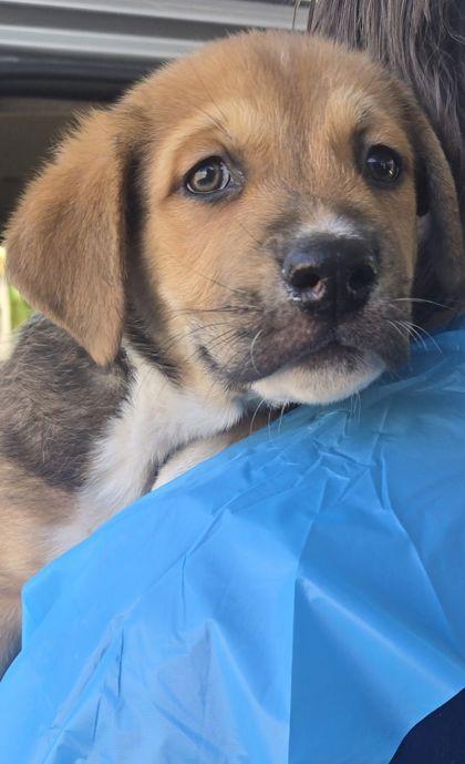 Eric, a Adoptable mixed breed in Fresno, CA image 2/2