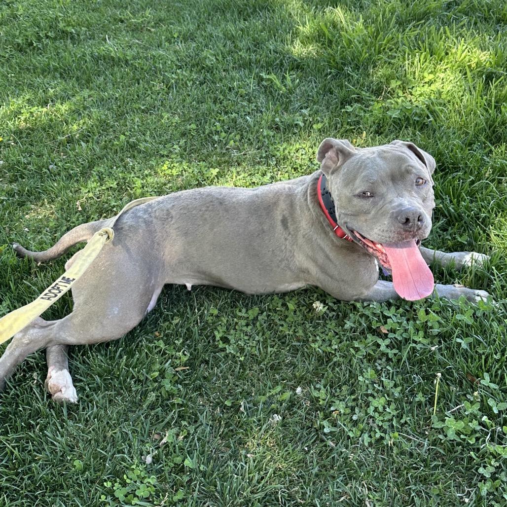 Enlarge Hippo, a Adoptable Pit Bull Terrier in Las Vegas, NV image 1/6