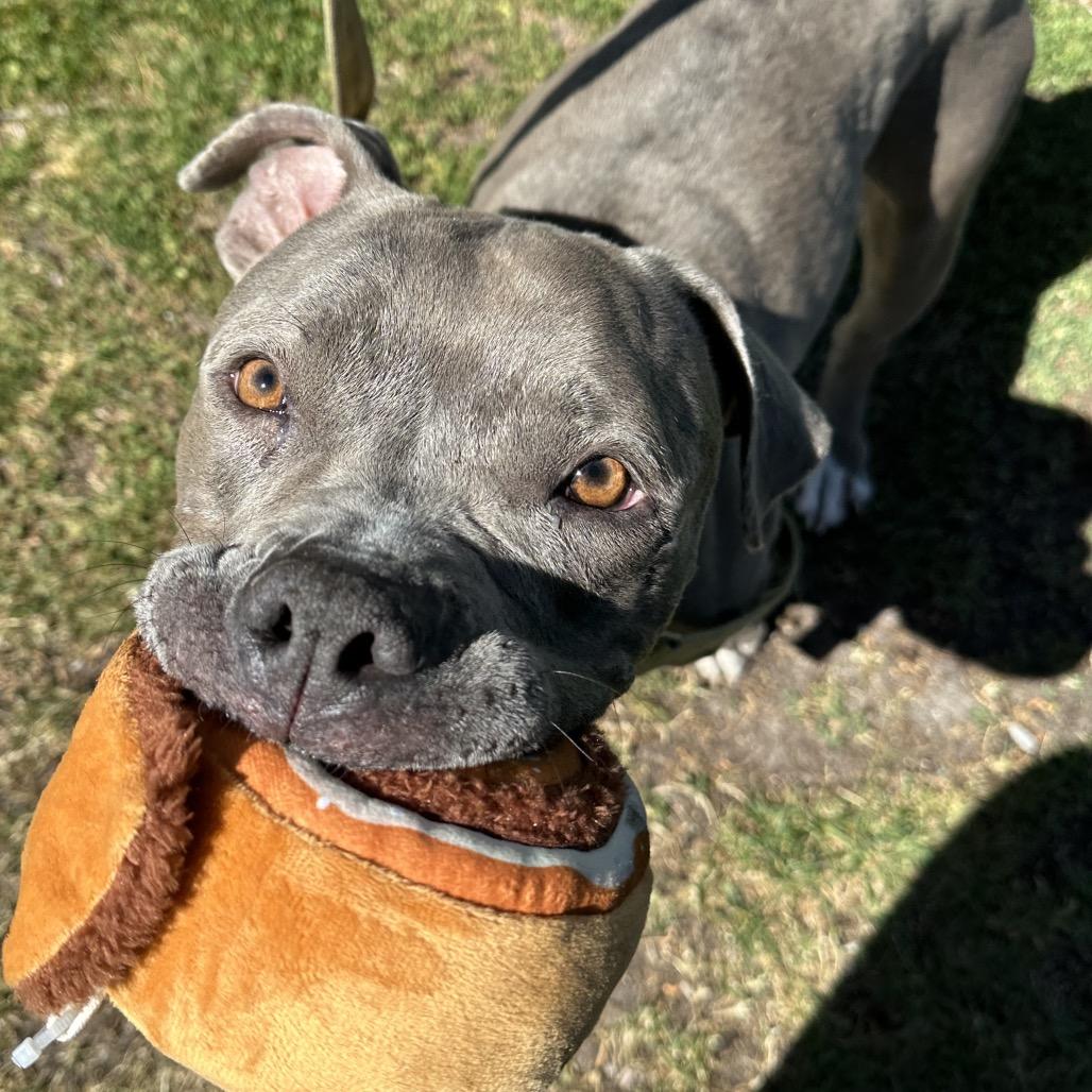 Enlarge Hippo, a Adoptable Pit Bull Terrier in Las Vegas, NV image 2/6