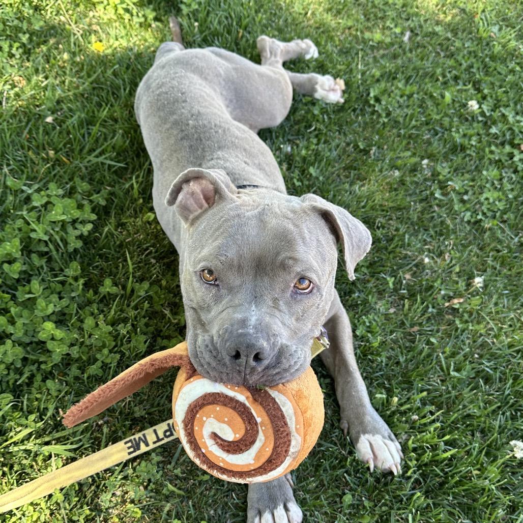 Enlarge Hippo, a Adoptable Pit Bull Terrier in Las Vegas, NV image 3/6