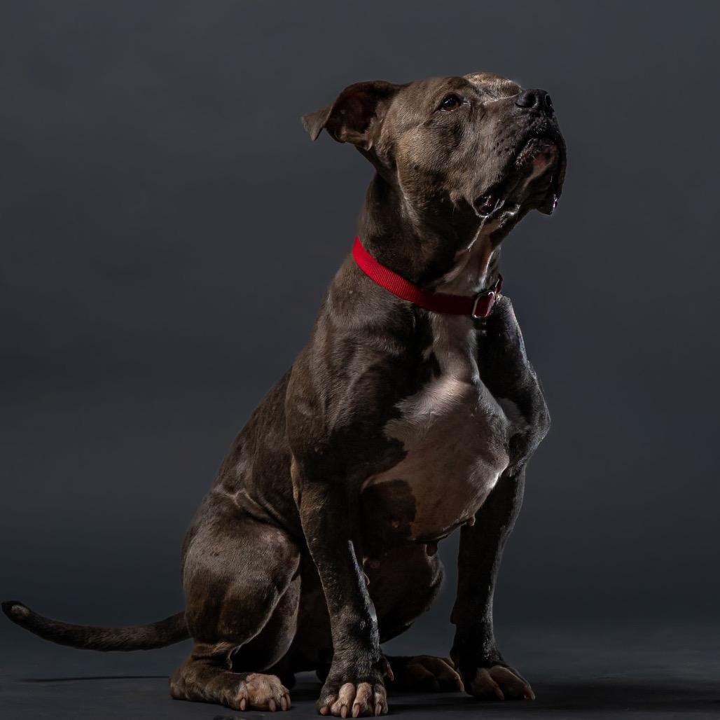 Enlarge Hippo, a Adoptable Pit Bull Terrier in Las Vegas, NV image 4/6