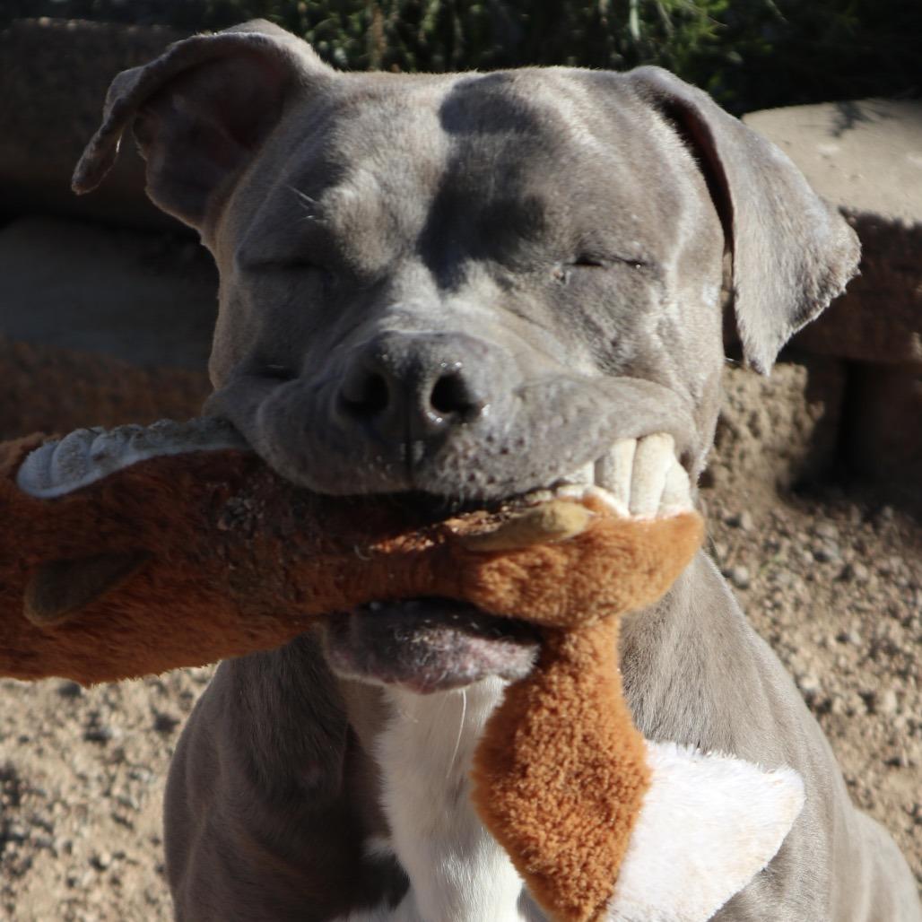 Enlarge Hippo, a Adoptable Pit Bull Terrier in Las Vegas, NV image 5/6