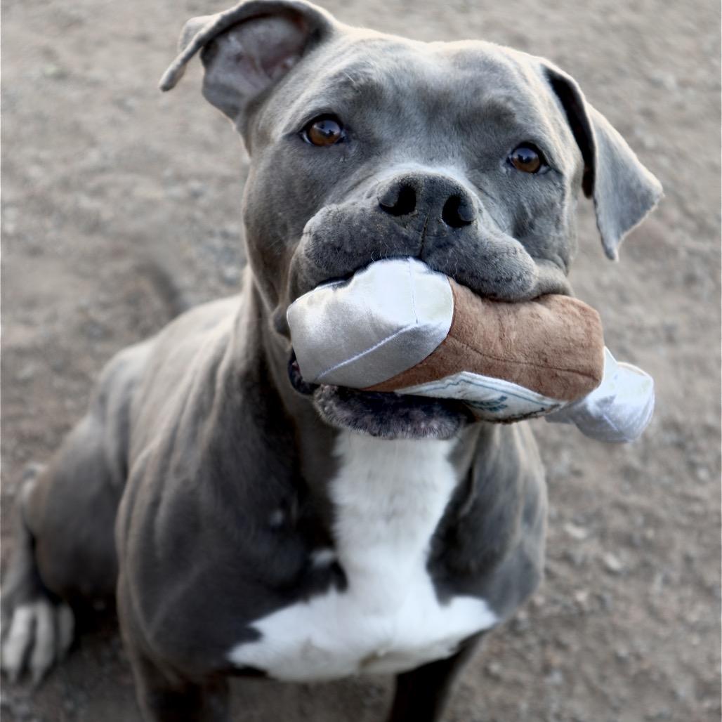 Enlarge Hippo, a Adoptable Pit Bull Terrier in Las Vegas, NV image 6/6