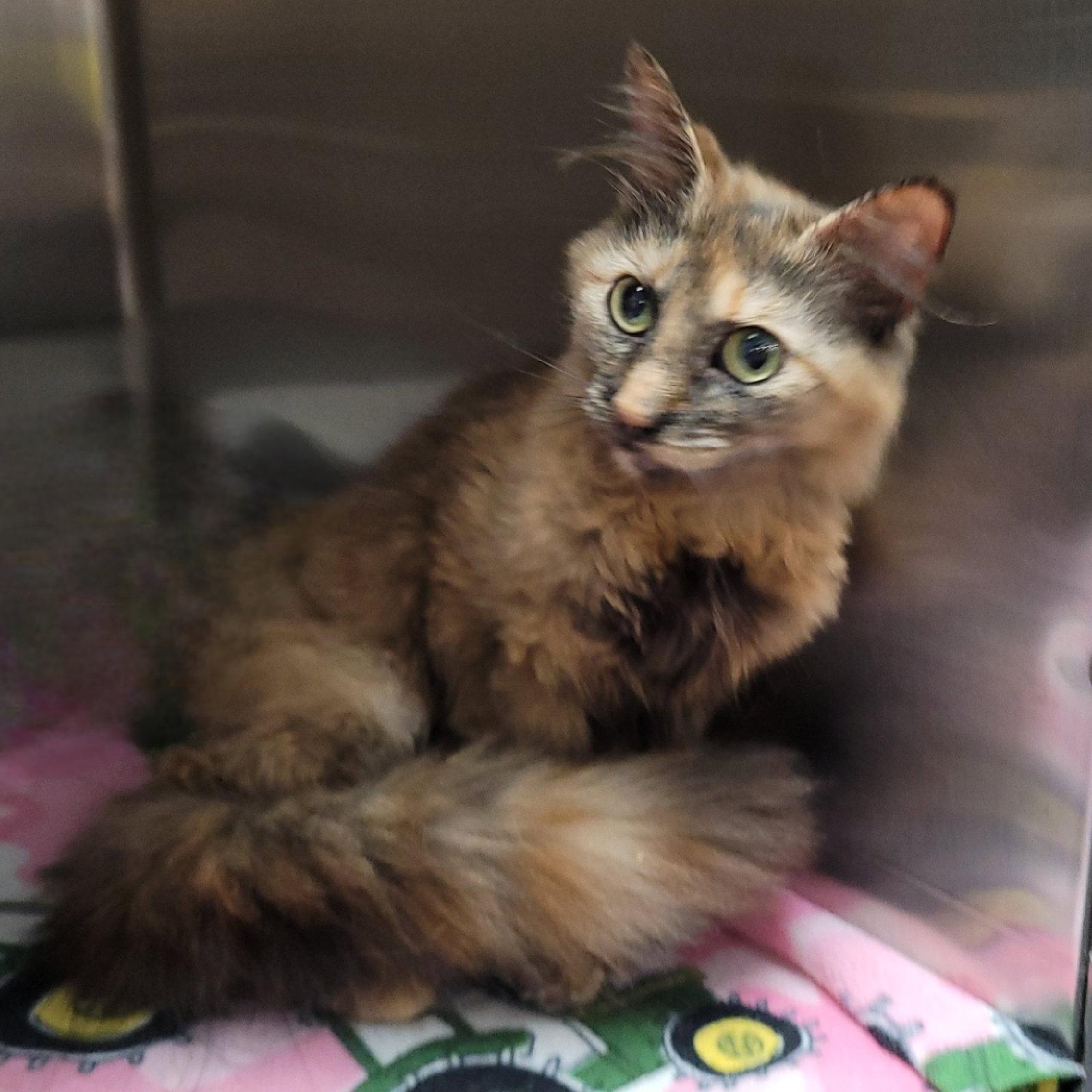 Pastel, Adoptable, Young Female Domestic Long Hair.