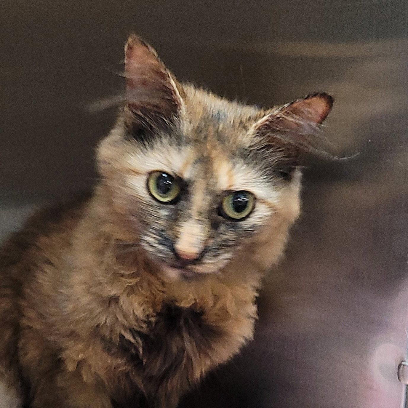 Enlarge Pastel, a Adoptable Domestic Long Hair in Akron, OH image 2/3