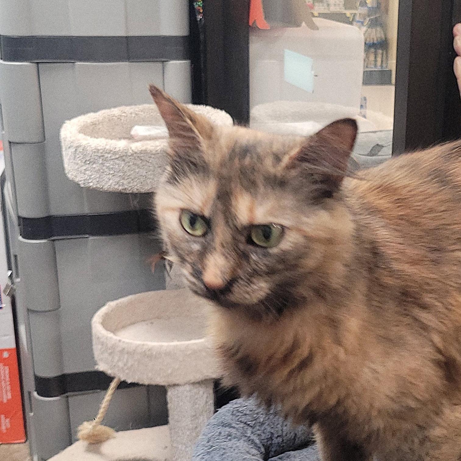 Pastel, Adoptable, Young Female Domestic Medium Hair.