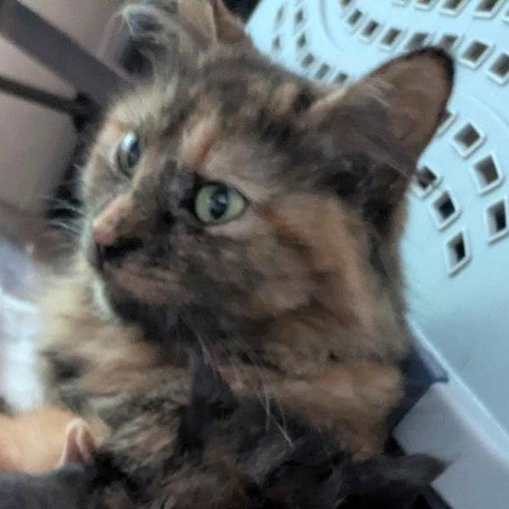 Enlarge Pastel, a Adoptable Domestic Long Hair in Akron, OH image 3/3