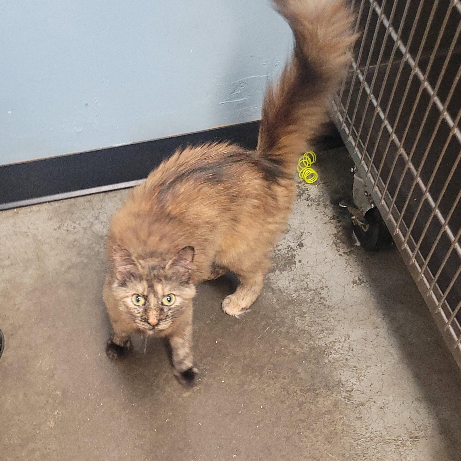 Pastel, a Adoptable Domestic Medium Hair in Akron, OH image 2/3