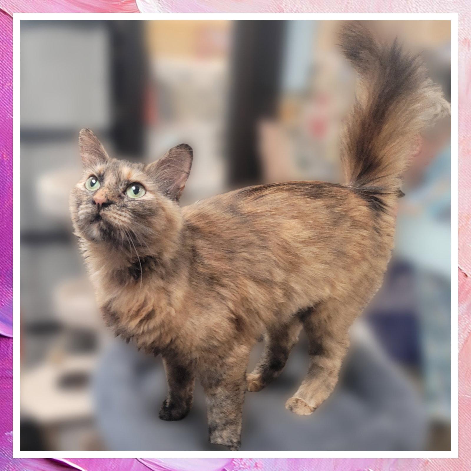 Pastel, a Adoptable Domestic Medium Hair in Akron, OH image 3/3