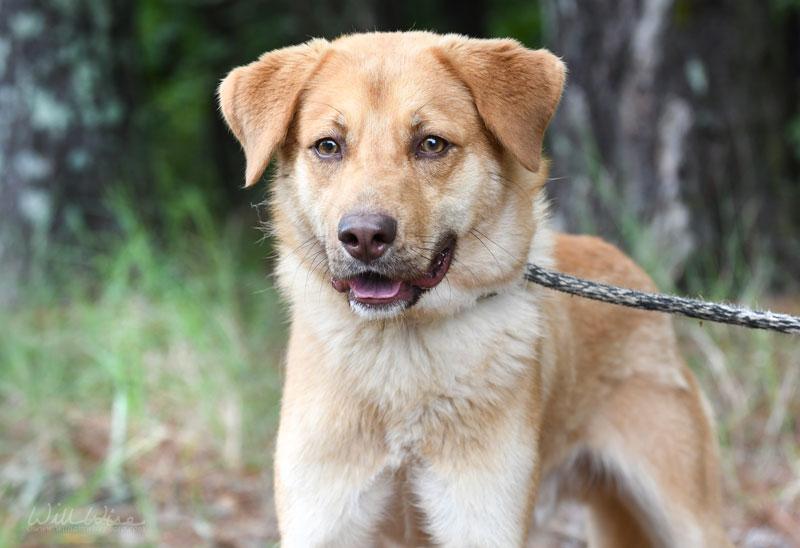 Reggie, an adopted mixed breed in Monroe, GA image 1/4