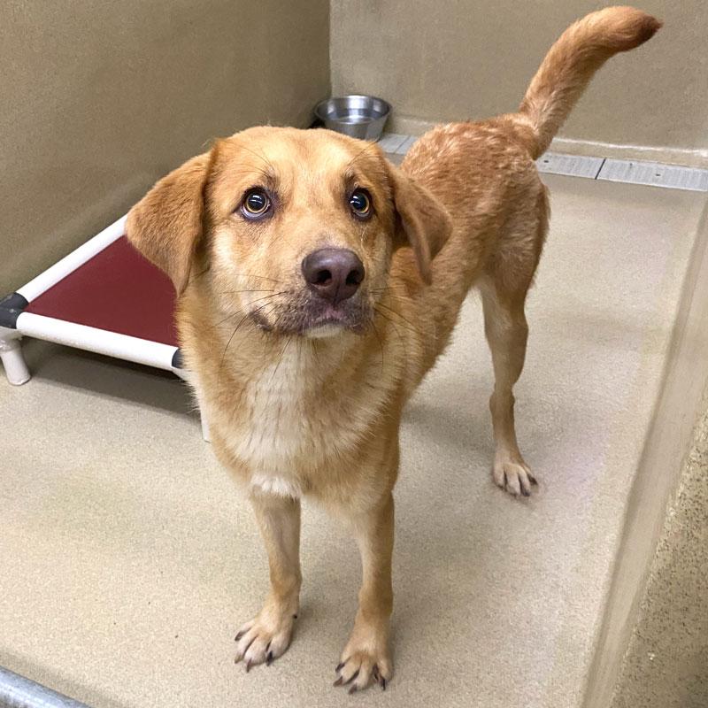 Reggie, an adopted mixed breed in Monroe, GA image 2/4