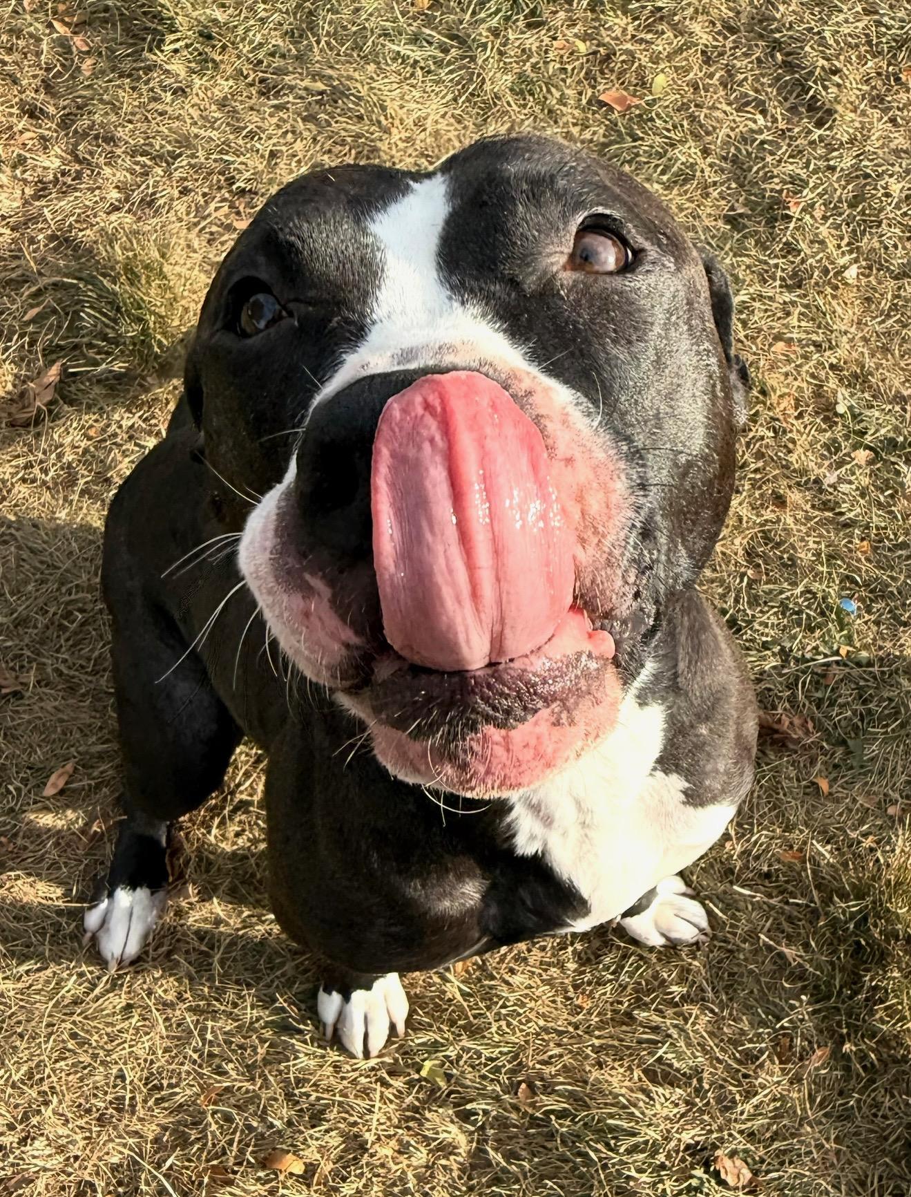 Enlarge Iris, a Adoptable mixed breed in Hilton, NY image 4/5