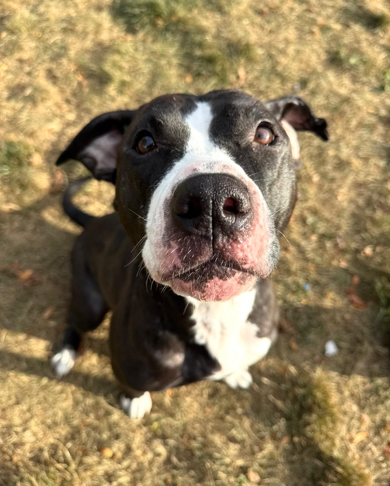 Iris, Adoptable, Adult Female Pit Bull Terrier.