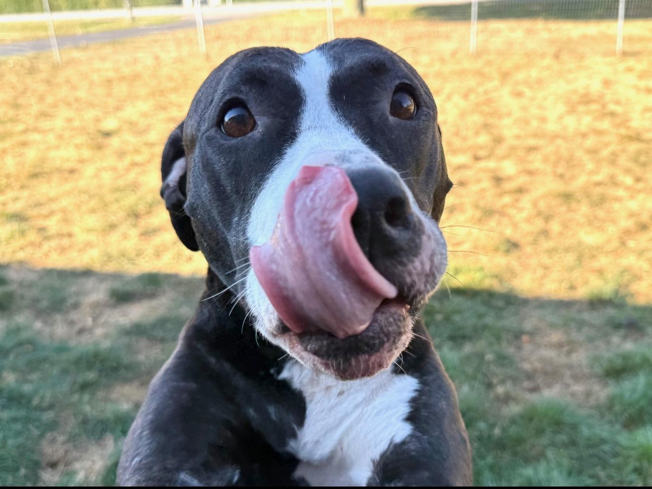 Enlarge Iris, a Adoptable mixed breed in Hilton, NY image 5/5