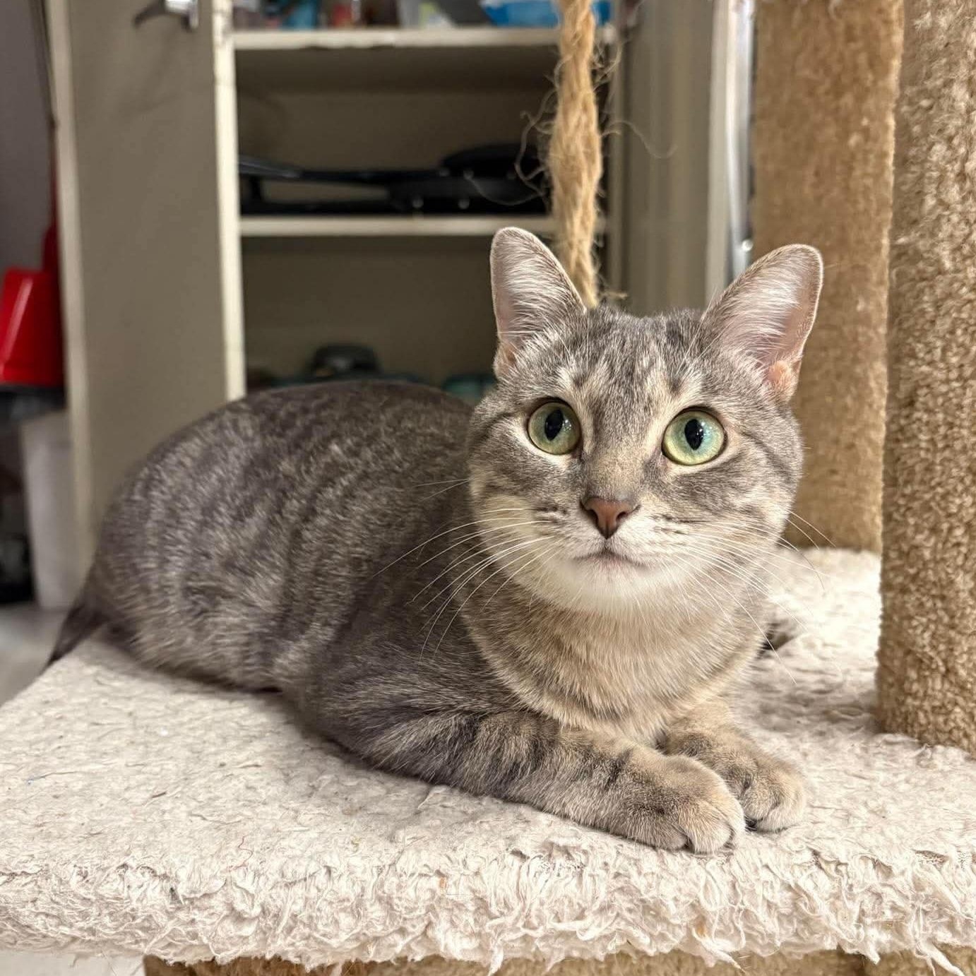 Edamame, Adopted, Adult Female Domestic Short Hair.