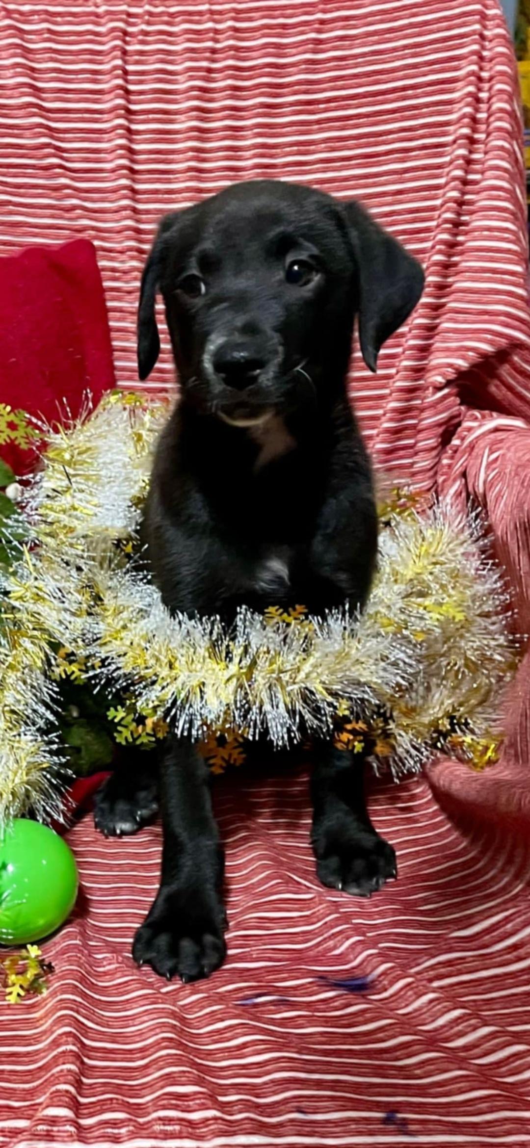 Nacho, an adopted Black Labrador Retriever Mix in New York, NY_image-1