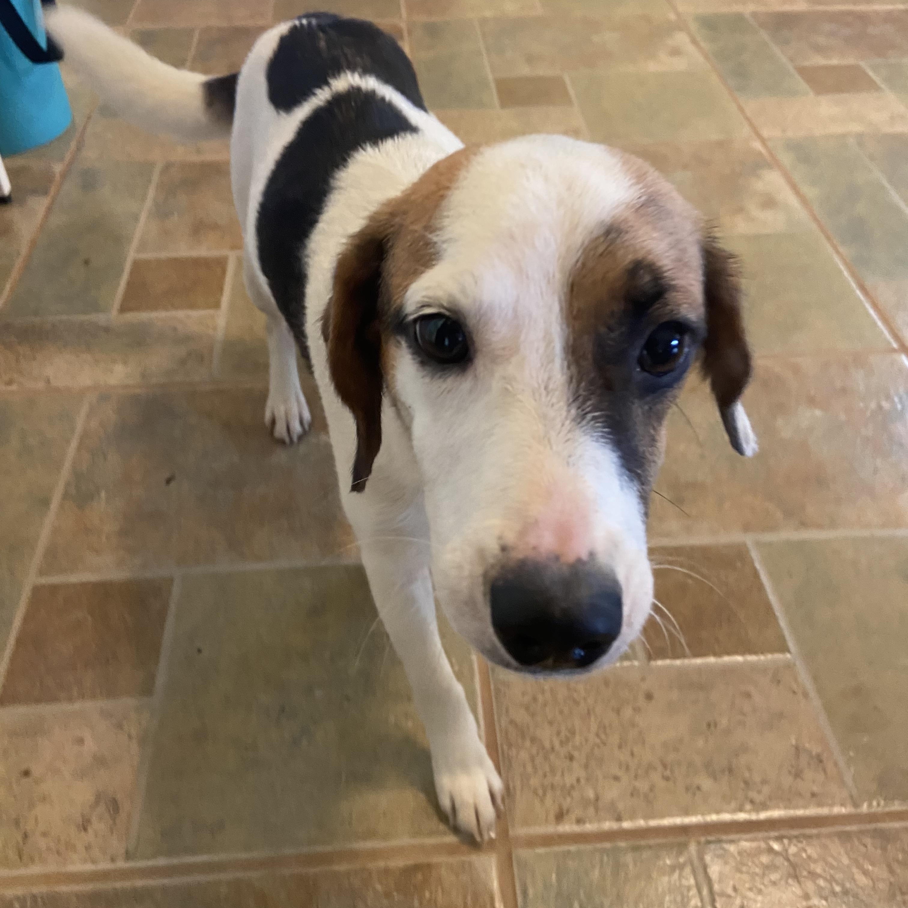 Lolita, Adoptable, Young Female Jack Russell Terrier.