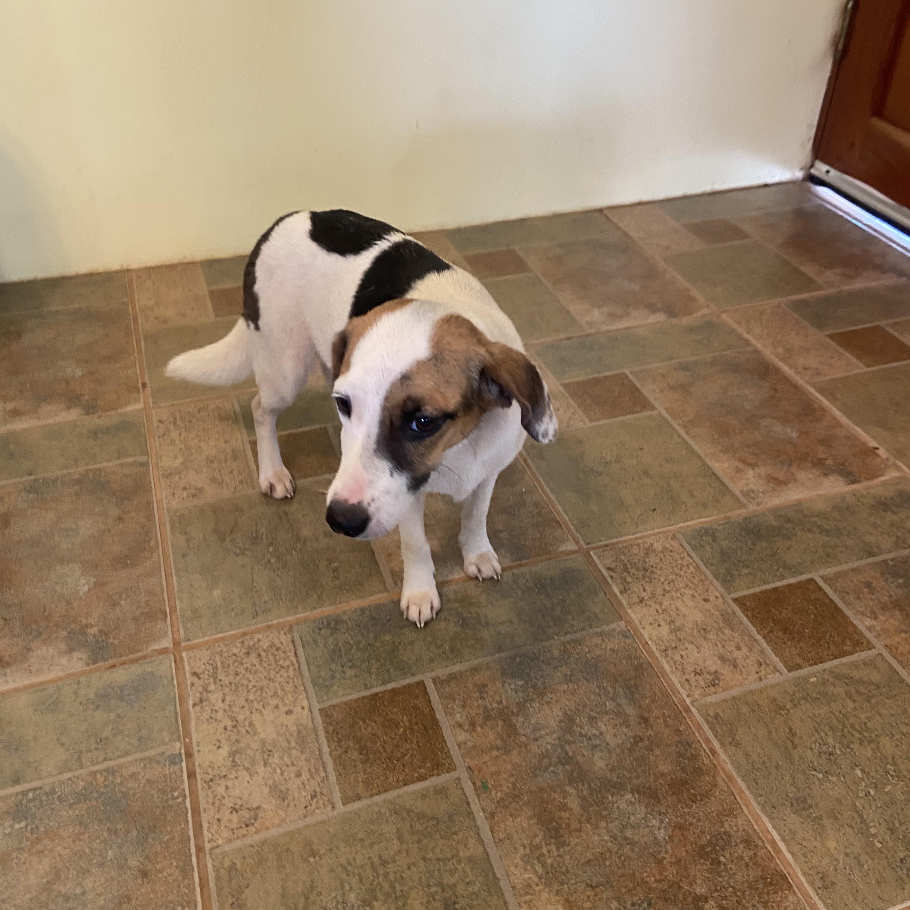 Lolita, a Adoptable mixed breed in North York, ON image 2/5