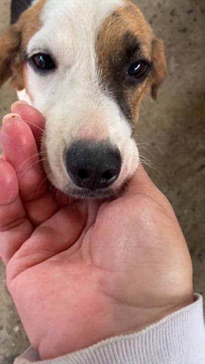 Enlarge Lolita, a Adoptable mixed breed in North York, ON video 5/5