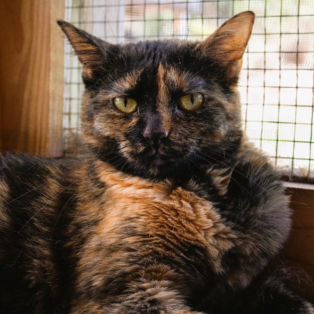 Ozma, a Adoptable Domestic Short Hair in Brighton, MO image 1/6