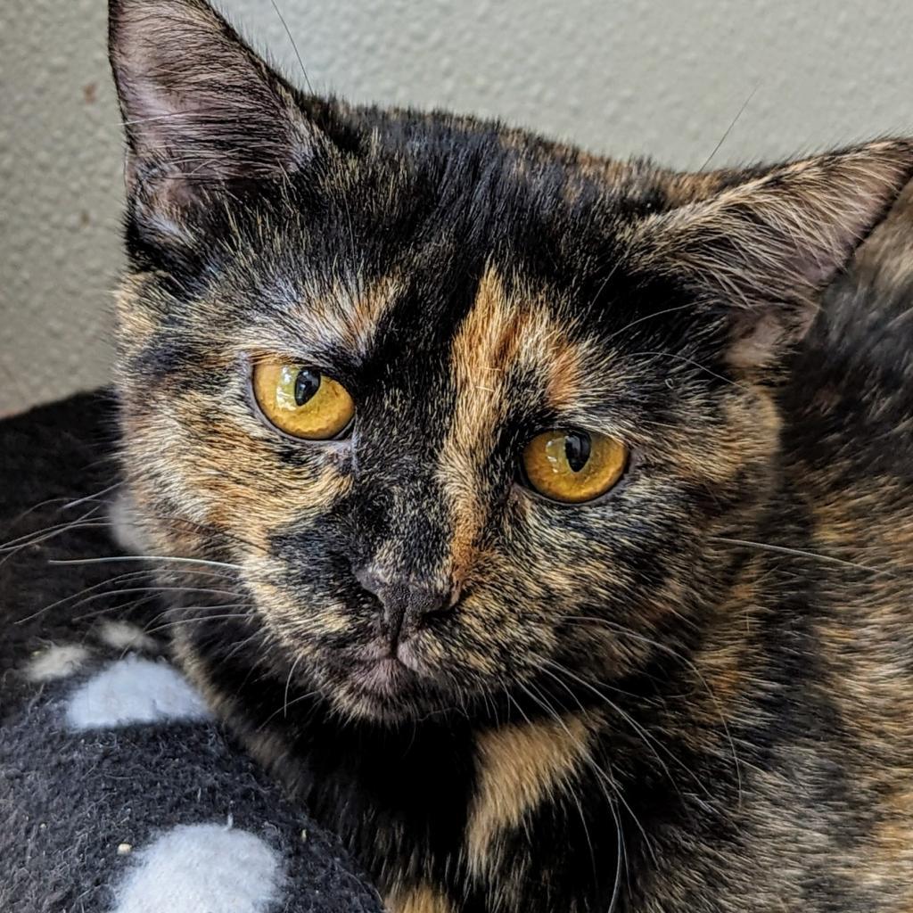 Ozma, a Adoptable Domestic Short Hair in Brighton, MO image 1/6