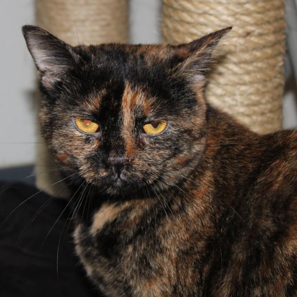 Ozma, a Adoptable Domestic Short Hair in Brighton, MO image 3/6