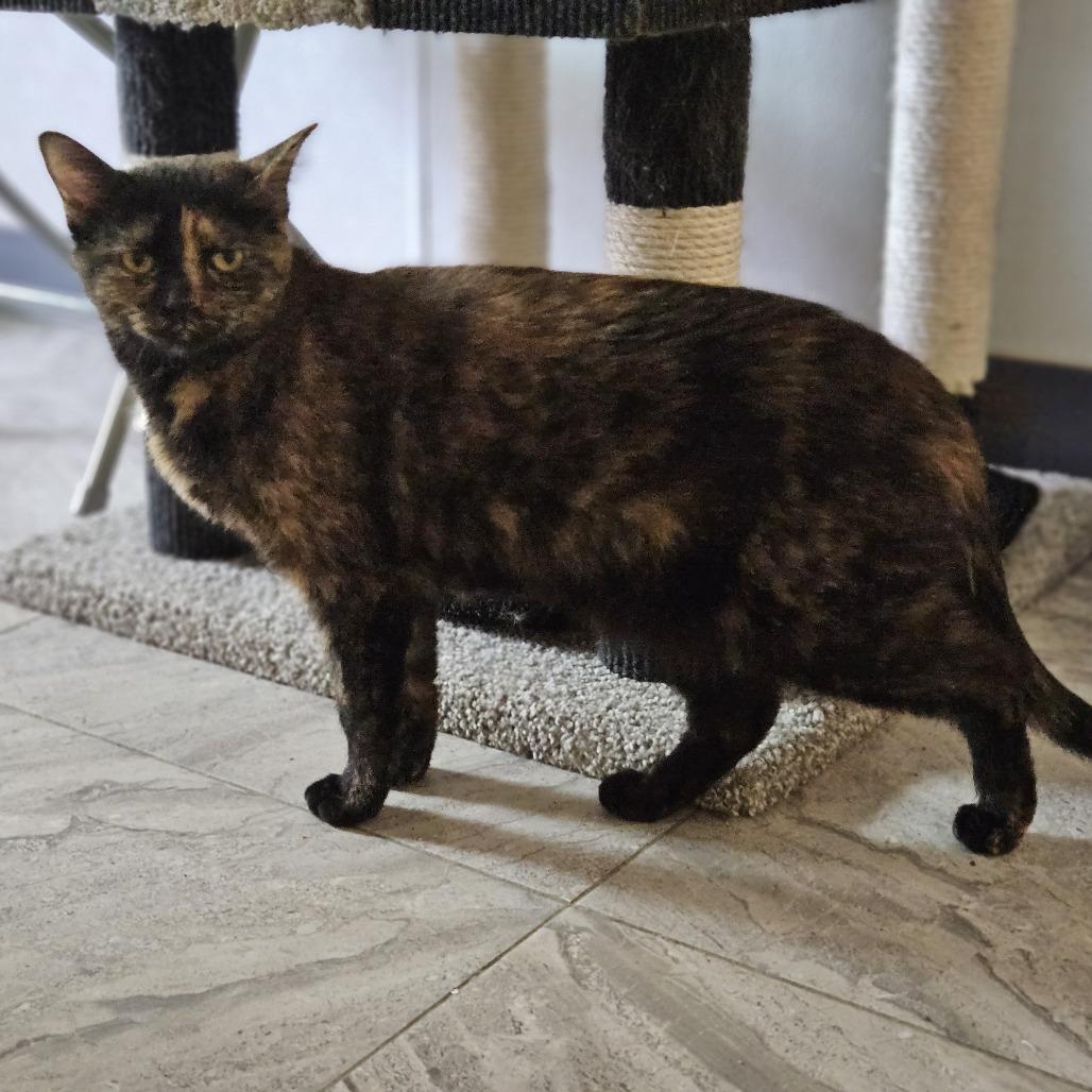 Ozma, a Adoptable Domestic Short Hair in Brighton, MO image 5/6