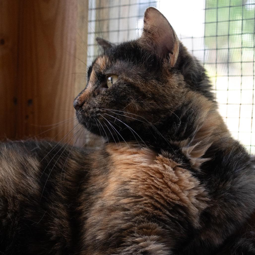 Ozma, a Adoptable Domestic Short Hair in Brighton, MO image 6/6