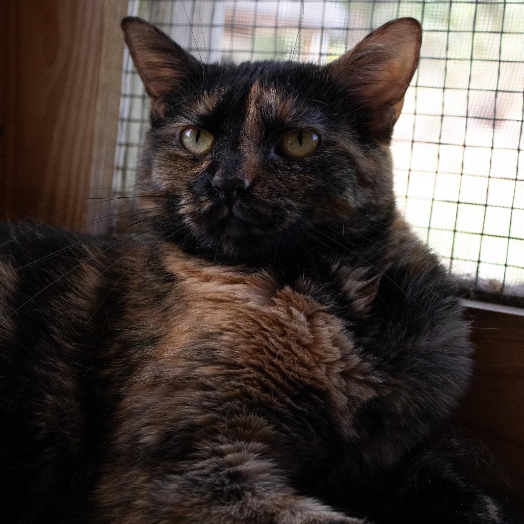 Ozma, a Adoptable Domestic Short Hair in Brighton, MO image 6/6