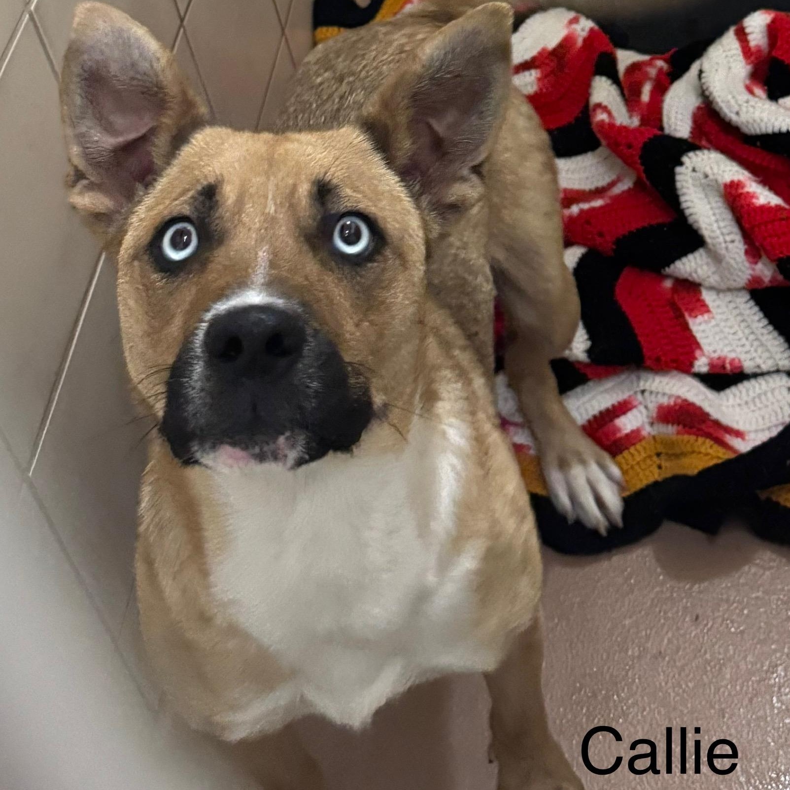 Callie, Adoptable, Young Female Husky & Jack Russell Terrier.