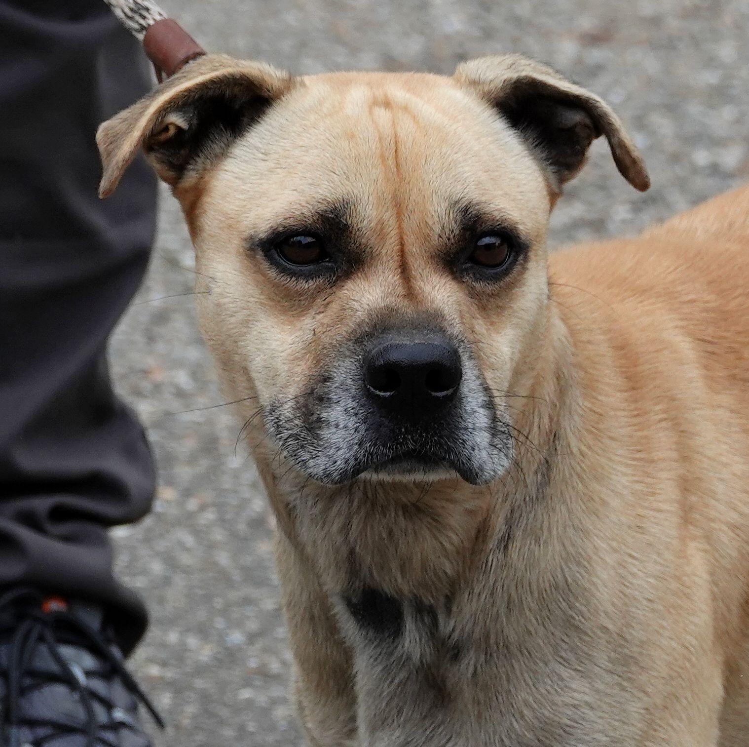 Enlarge Franklin, a ADOPTABLE mixed breed in Millfield, OH image 1/3