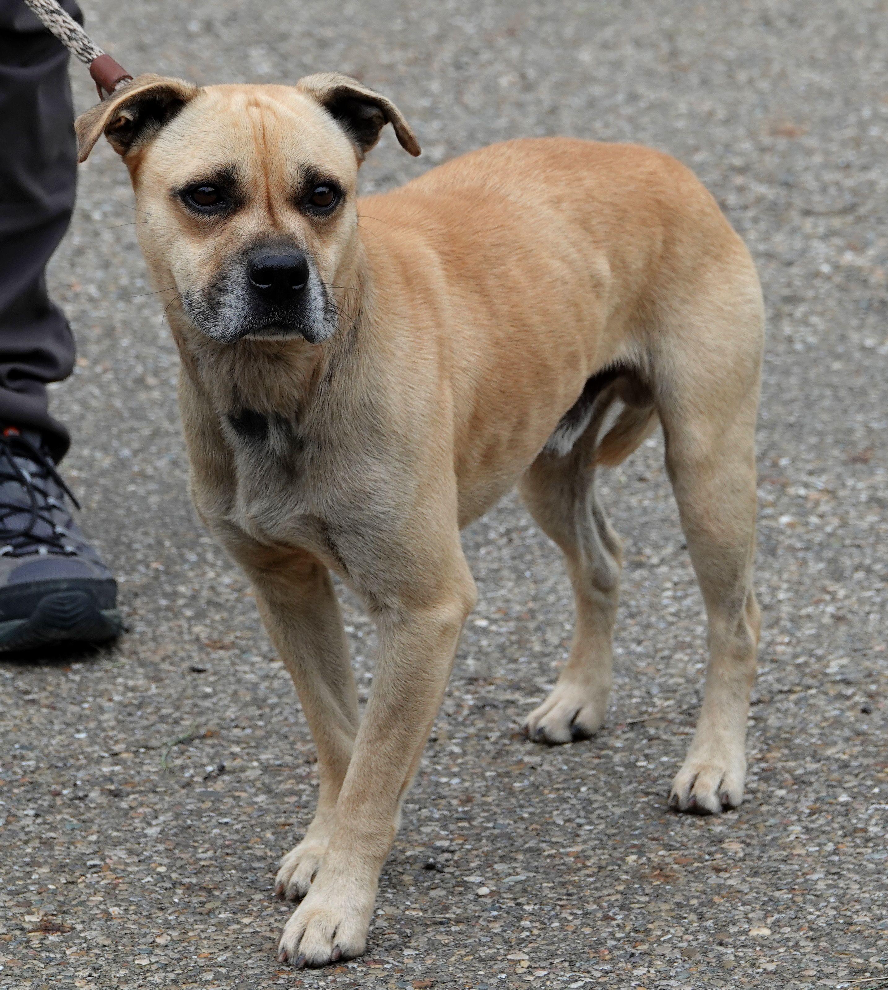 Enlarge Franklin, a ADOPTABLE mixed breed in Millfield, OH image 2/3