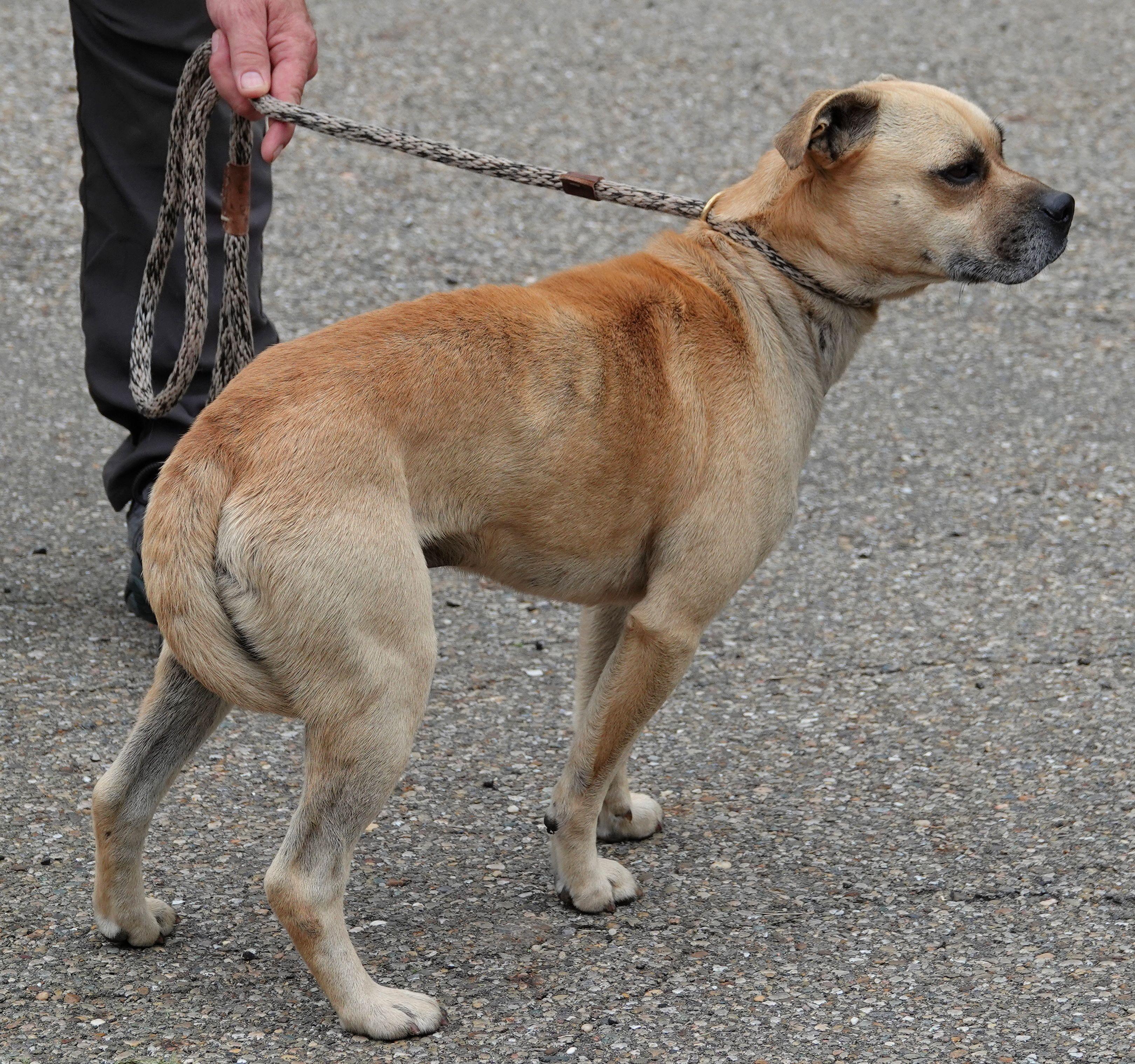 Enlarge Franklin, a ADOPTABLE mixed breed in Millfield, OH image 3/3