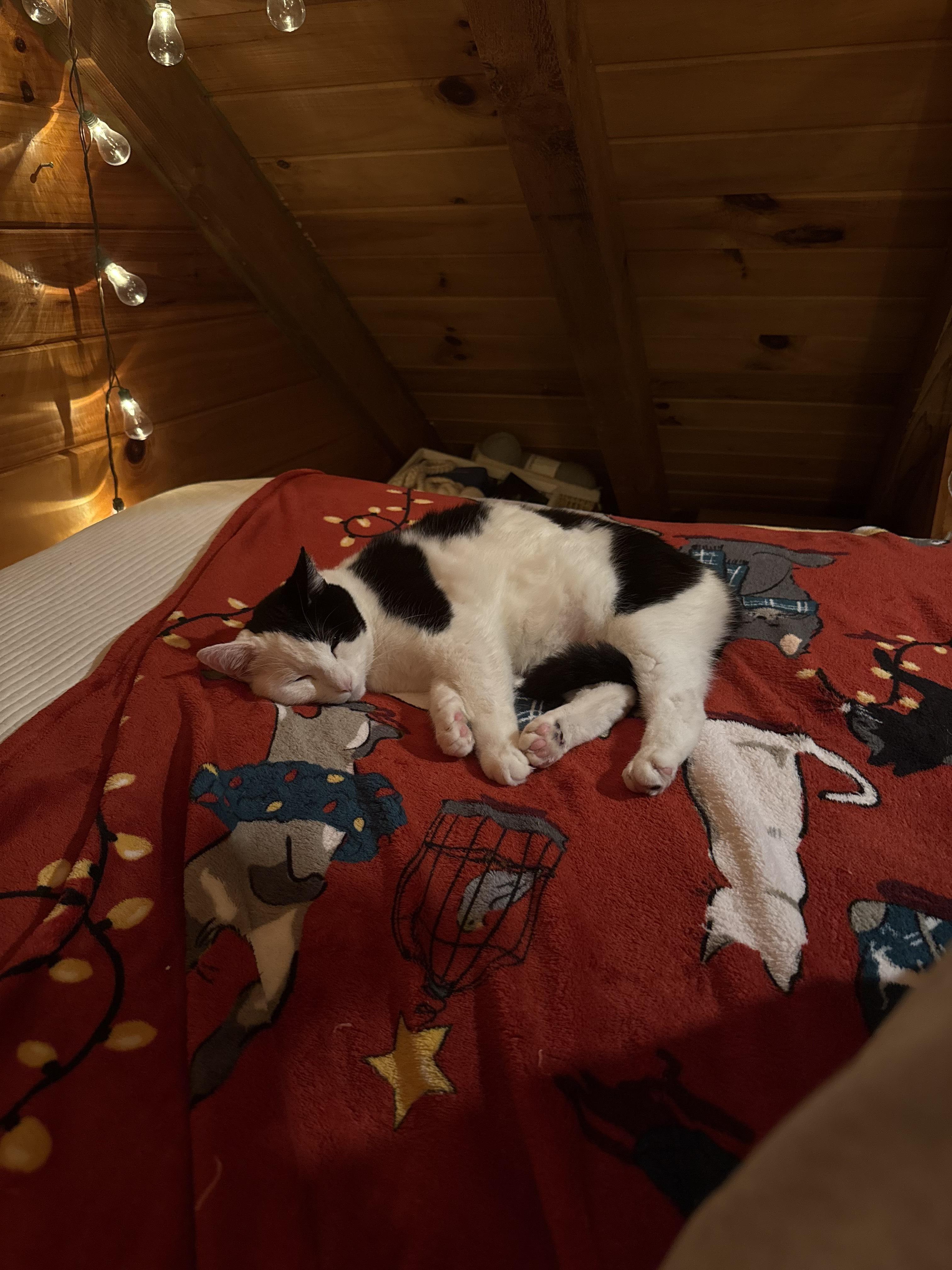 Enlarge Patch $50, a Adoptable Domestic Short Hair in Seneca, SC image 4/5