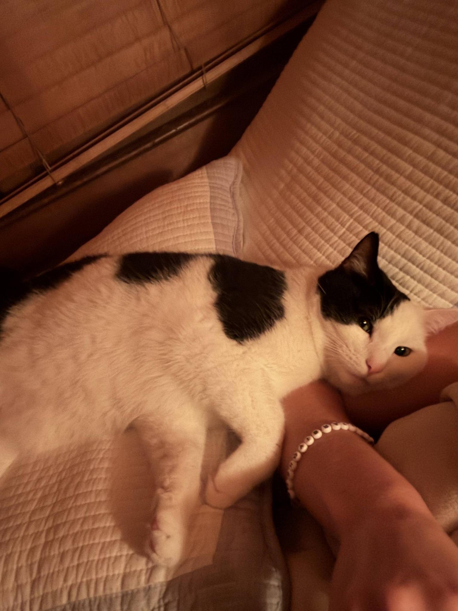 Enlarge Patch $50, a Adoptable Domestic Short Hair in Seneca, SC image 3/6