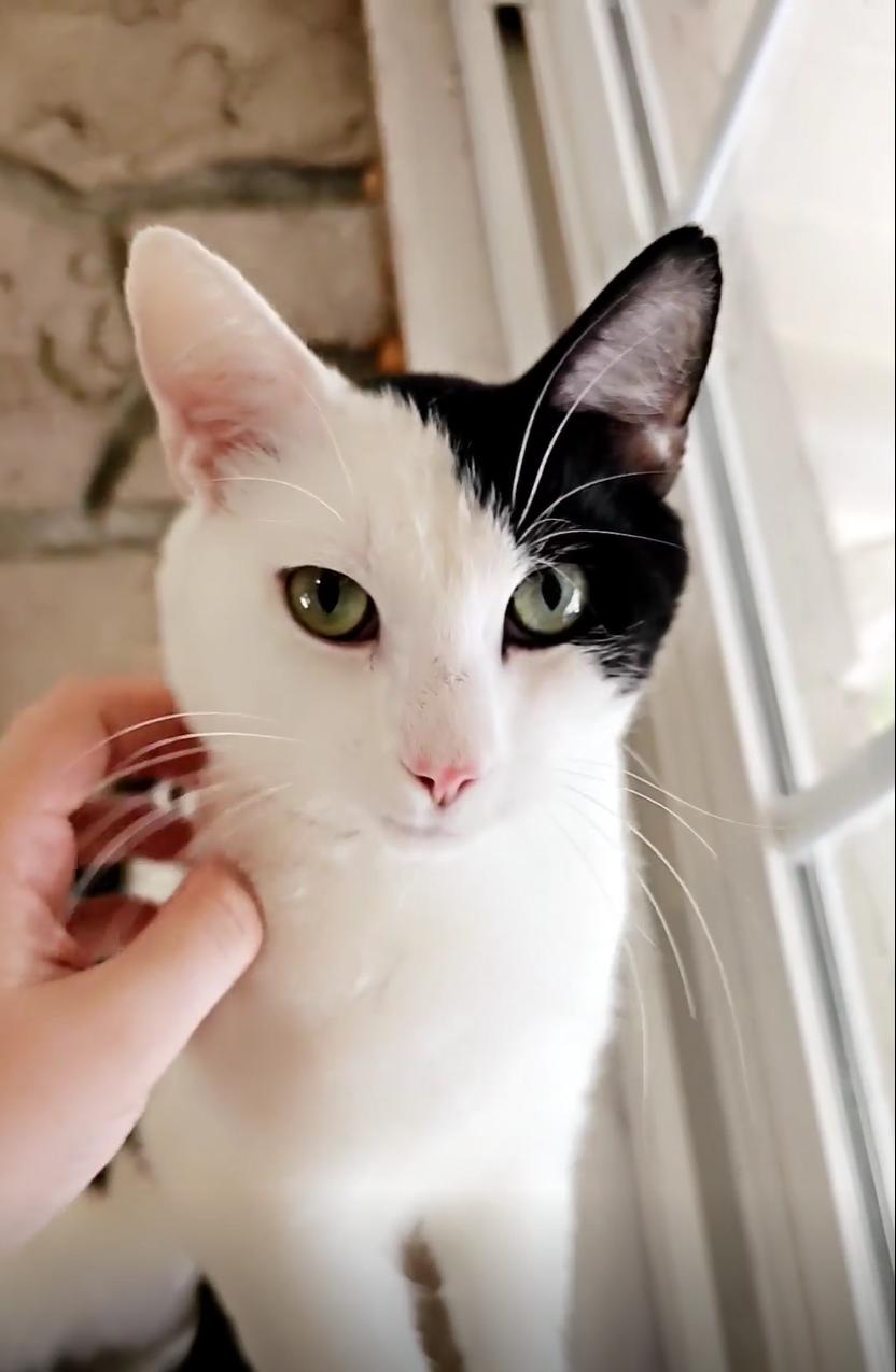 Patch $50, a Adoptable Domestic Short Hair in Seneca, SC image 1/4