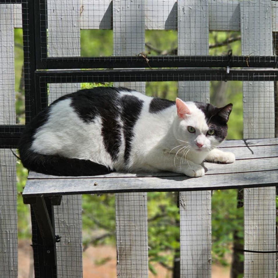 Patch $50, a Adoptable Domestic Short Hair in Seneca, SC image 2/4