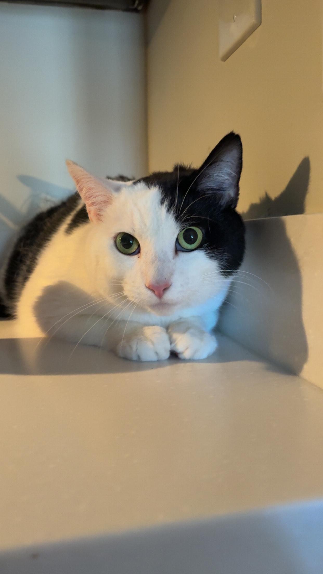 Enlarge Patch $50, a Adoptable Domestic Short Hair in Seneca, SC image 3/5