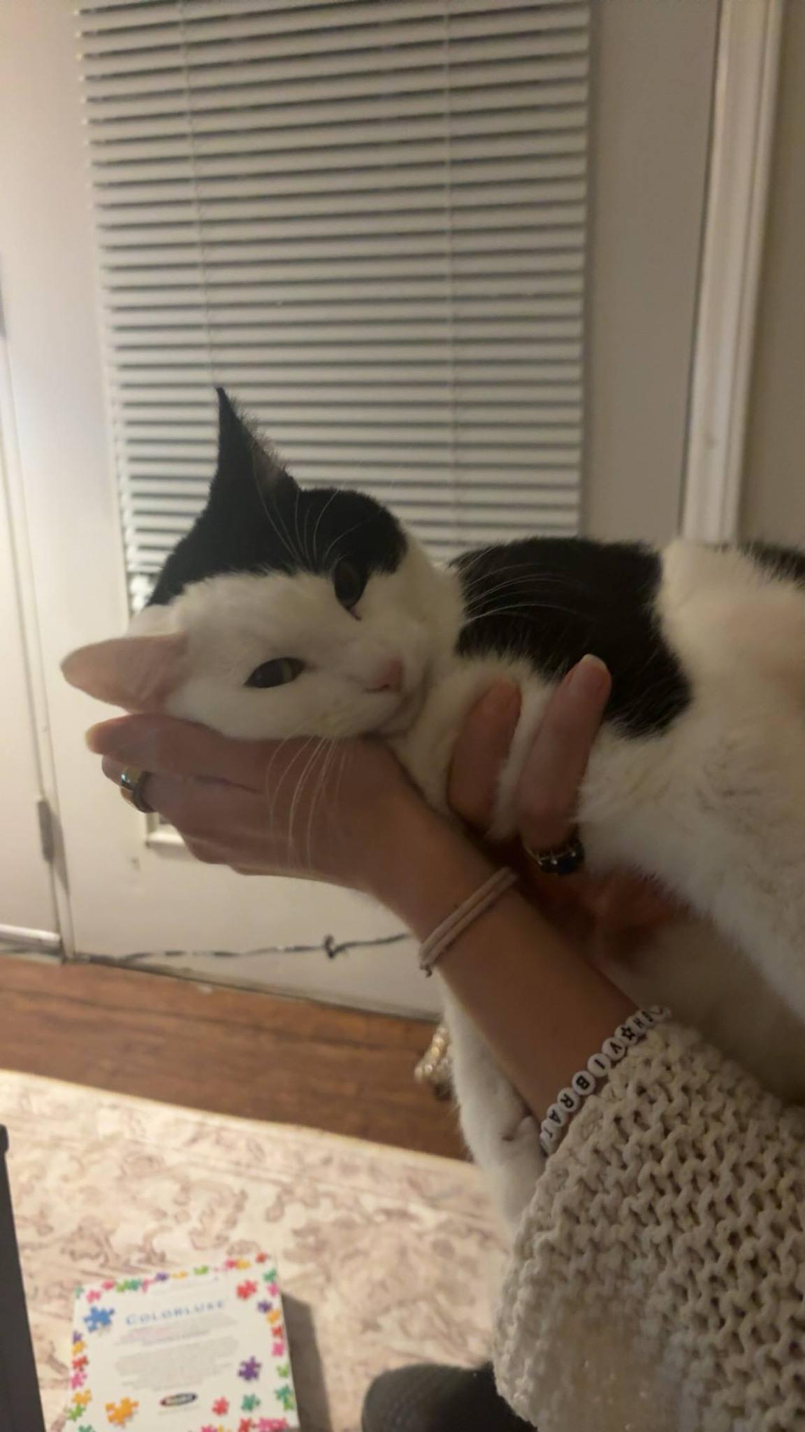 Patch $50, Adoptable, Adult Male Domestic Short Hair.