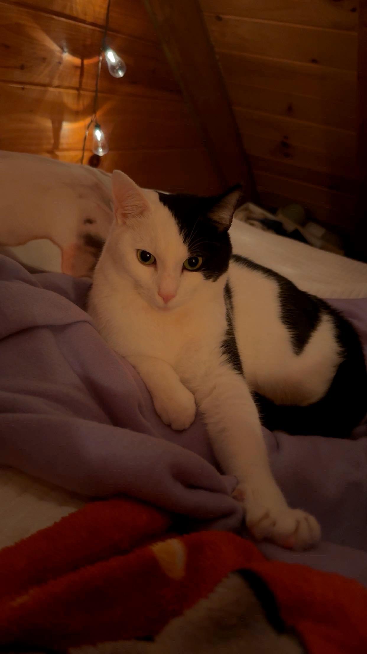 Enlarge Patch $50, a Adoptable Domestic Short Hair in Seneca, SC image 5/5