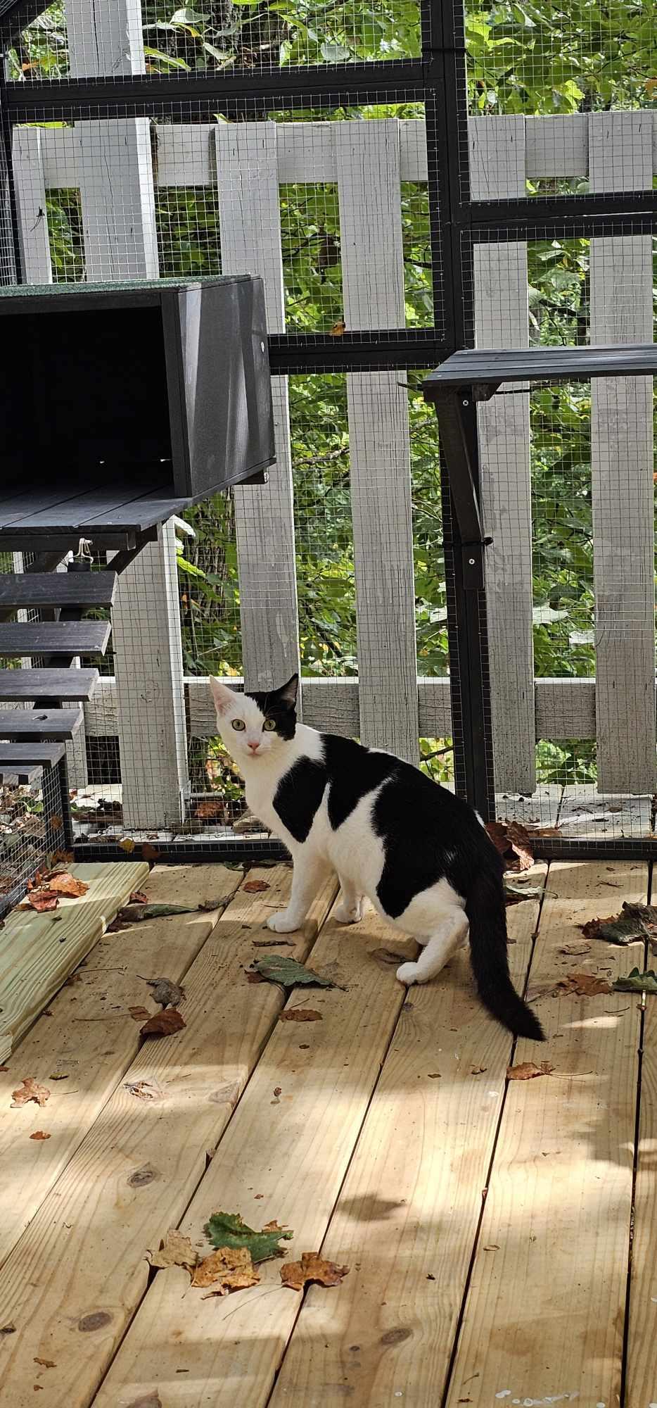 Patch $50, a Adoptable Domestic Short Hair in Seneca, SC image 4/4