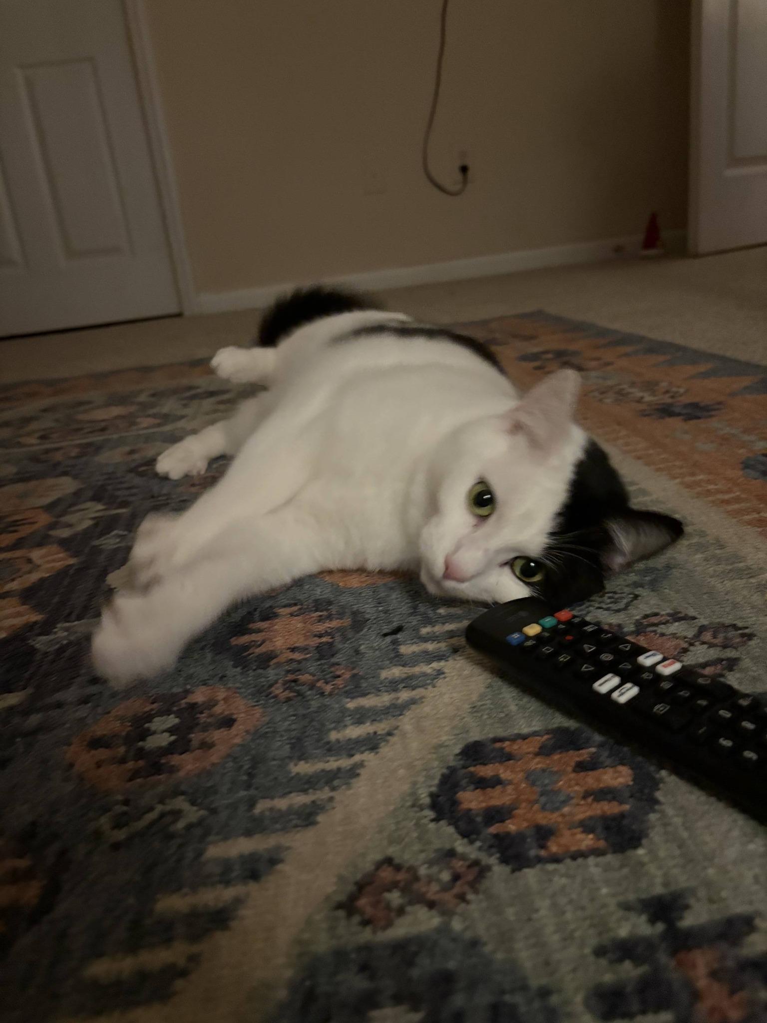 Enlarge Patch $50, a Adoptable Domestic Short Hair in Seneca, SC image 4/6