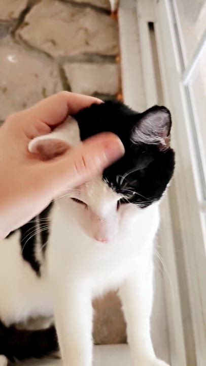 Enlarge Patch $50, a Adoptable Domestic Short Hair in Seneca, SC video 3/4