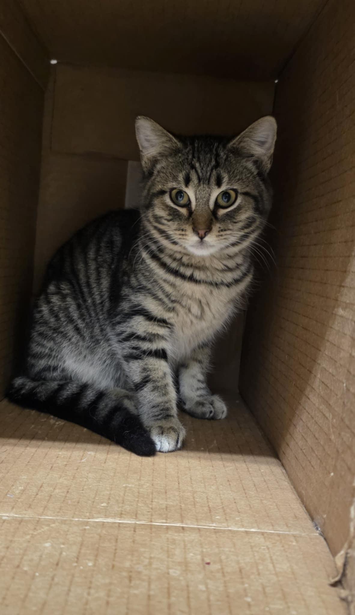 Enlarge Eli, a ADOPTABLE Domestic Short Hair in Mechanicsburg, PA image 5/5